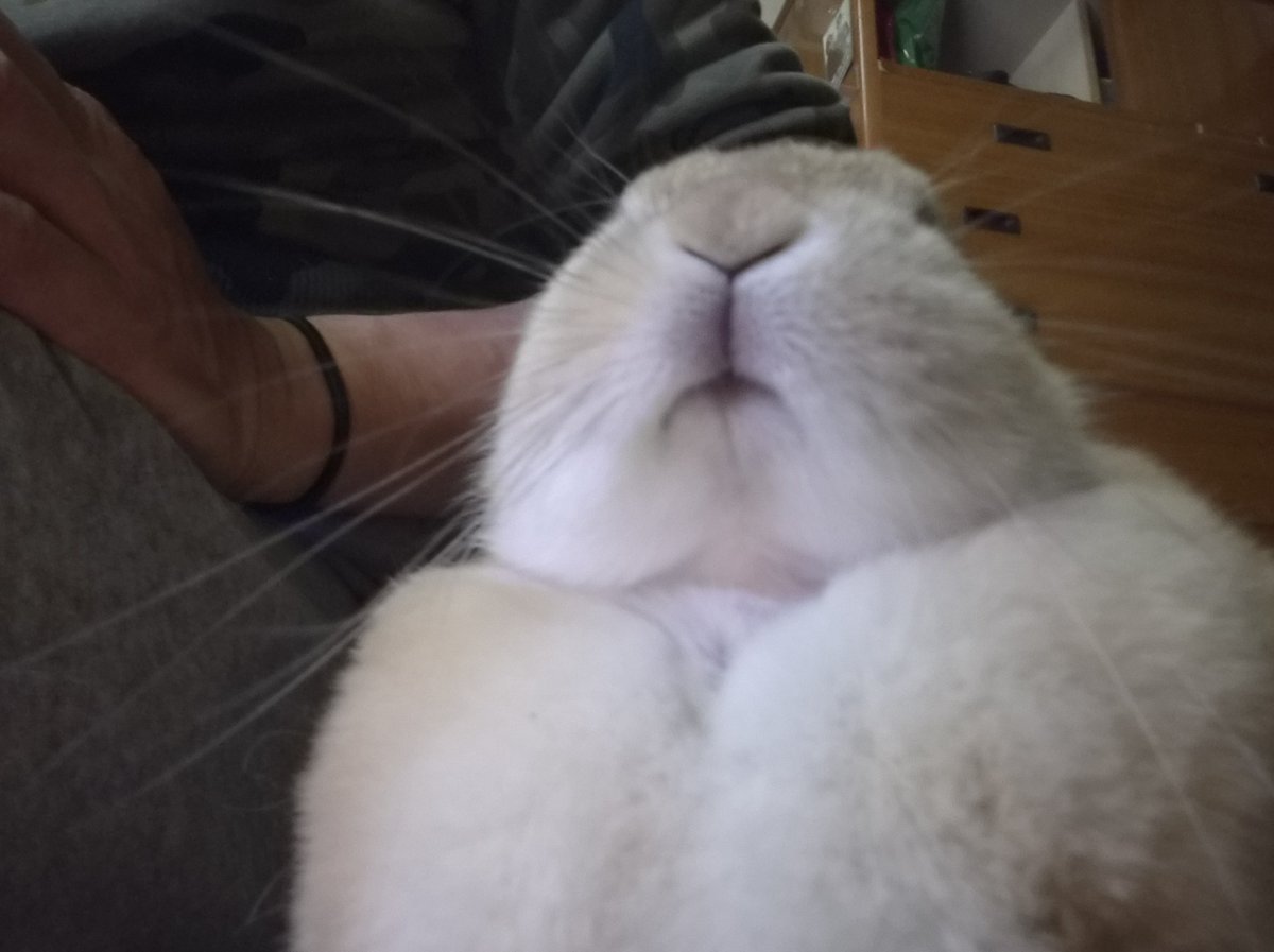 ゴンちゃん専用ページ Post by ゴンちゃんのお部屋 on X: どっしり！🐰