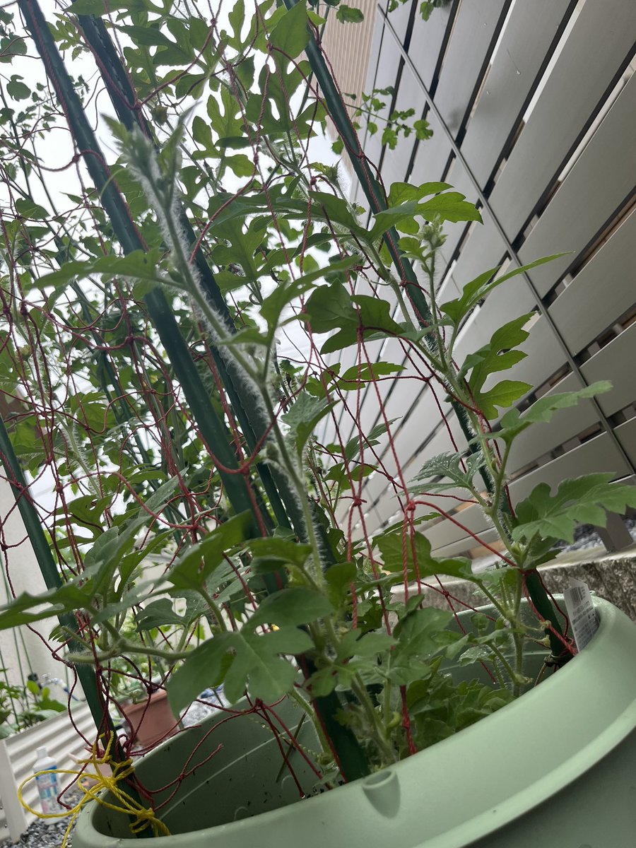 mocoNya12's tweet photo. スイカ🍉
受粉してるけど実がならない。てか寒いし普通に。
今年なるのかな…😢😢😢

#サントリー本気野菜 #小玉スイカ https://t.co/LvfVq1fL3K