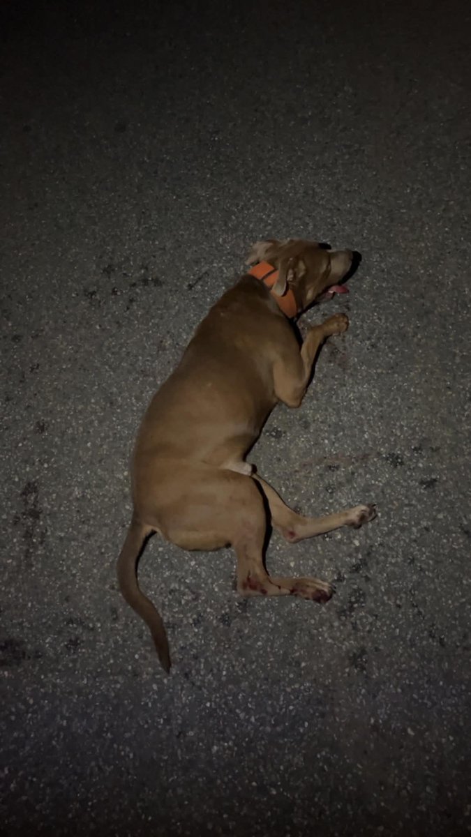 estherbower_tv's tweet photo. The Brevard Sheriff is investigating one of his own deputies after they allegedly hit this pup while driving their patrol car + never stopping. A Good Samaritan saved the dog! The internal investigation is ongoing. @fox35orlando is tracking. Thankfully, this dog will recover!!!! https://t.co/4UG8CHAWJ9