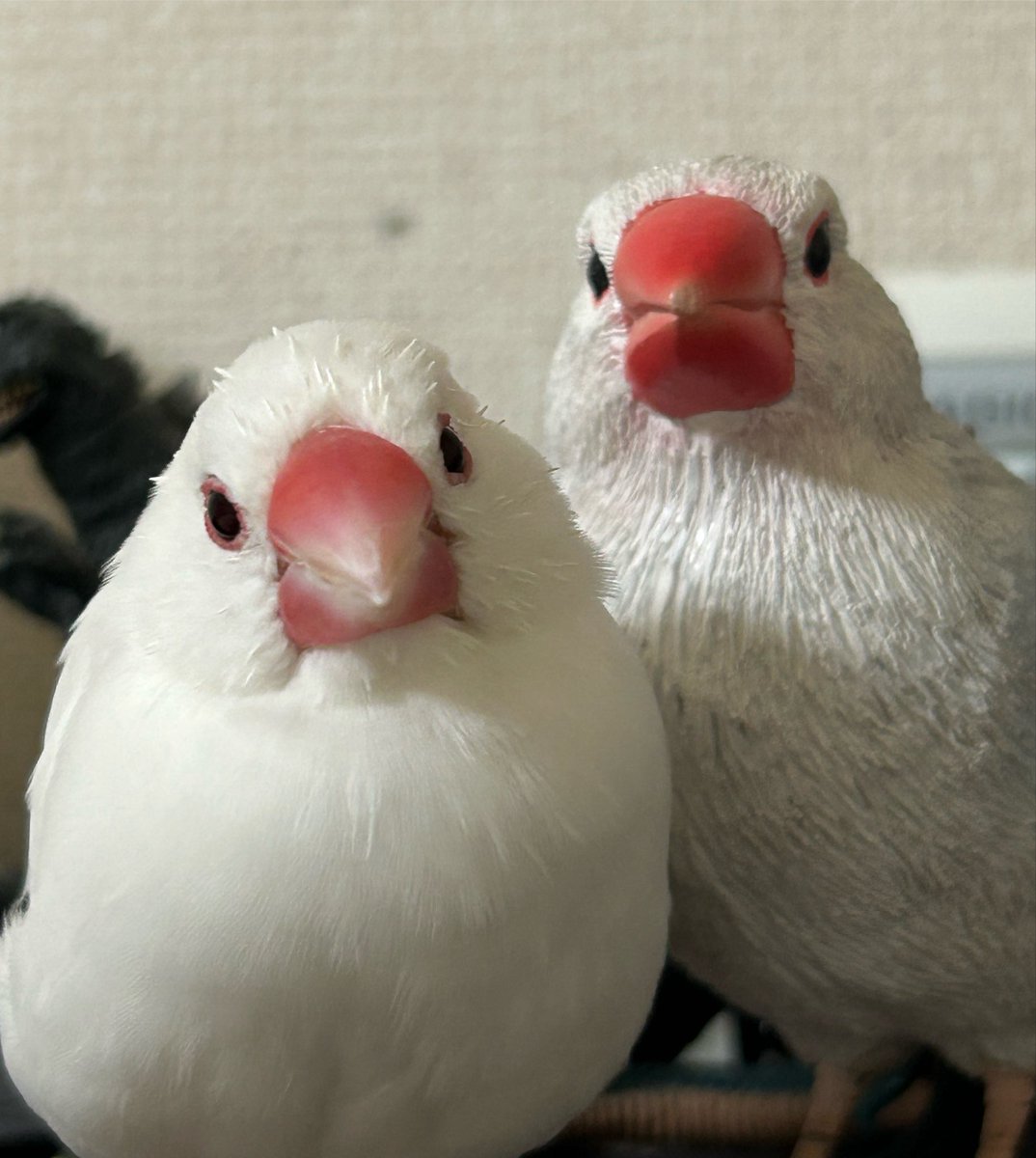 coco20073's tweet photo. おはようございます☁️
モモちゃん🐥今朝は機嫌が良いみたいで
飼い主の腕で大人しくしてます。 https://t.co/4RjxUIyzvp