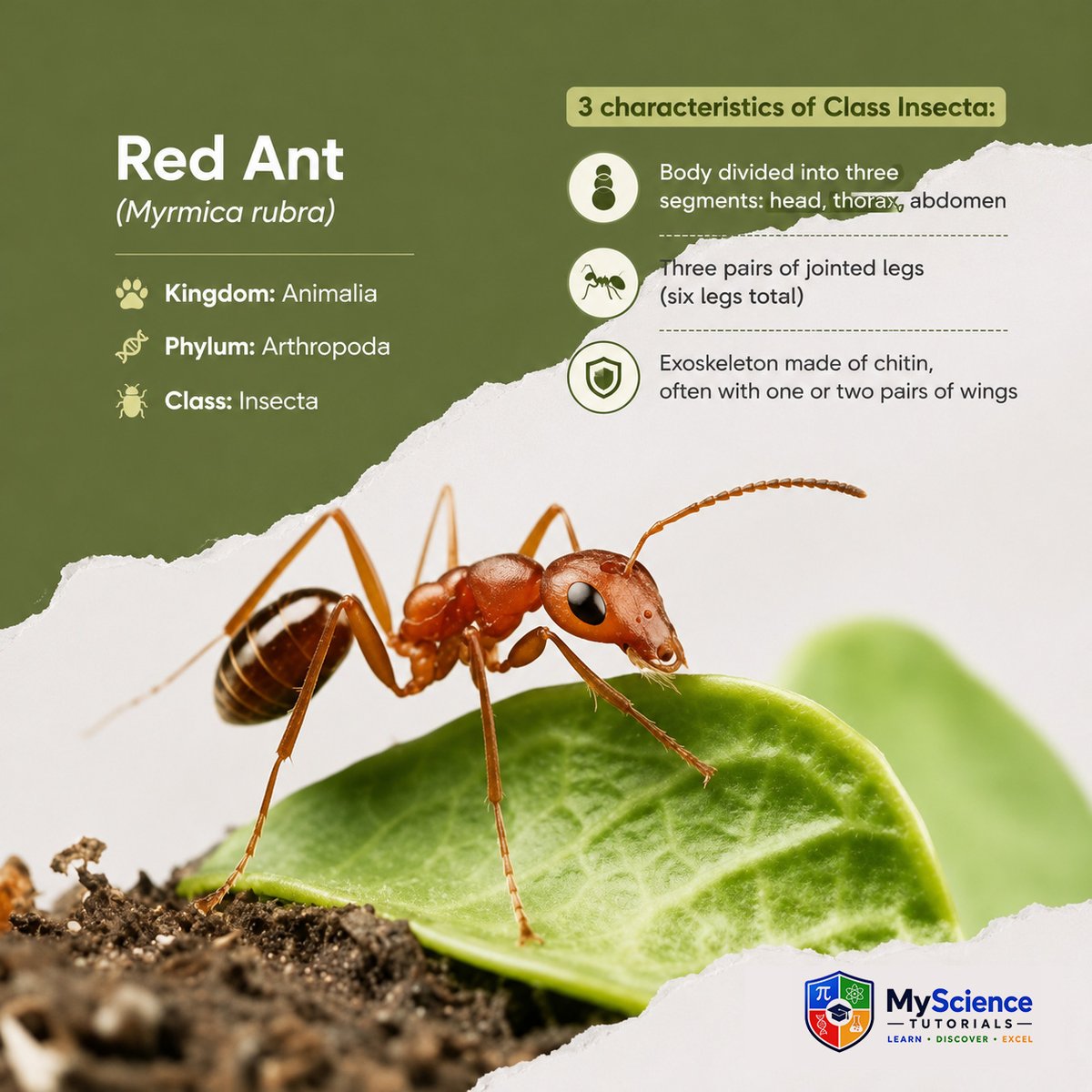 MyScienceTutor's tweet photo. Red Ant (Myrmica rubra)   

Classification
Kingdom: Animalia  
Phylum: Arthropoda  
Class: Insecta   

#Biology #Classification #Taxonomy #Science #Mysciencetutorials https://t.co/59968L4VRF