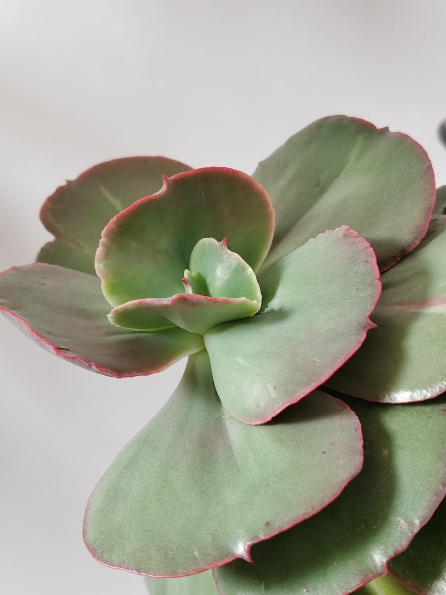 Leblogdecopine_'s tweet photo. Pro tip for happy houseplants: Let the top 2 inches of soil dry out completely before watering them again! Avoid overwatering – it’s the #1 killer of indoor greenery https://t.co/jtzTqR6Ogx