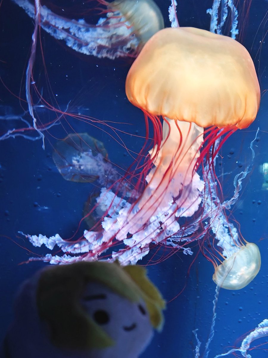 harii_ha's tweet photo. アオイくんと水族館デートしてきたときの写真📷️✨️ https://t.co/J7WP1Wc2QN