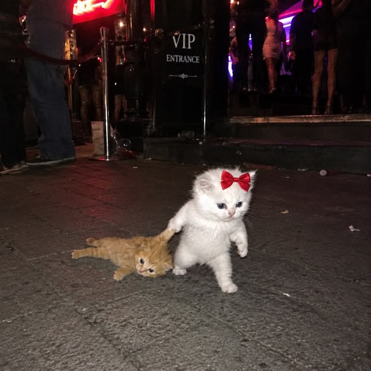 Cats all the way tweet media