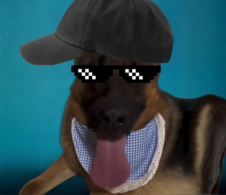 CoolestShepherd tweet media