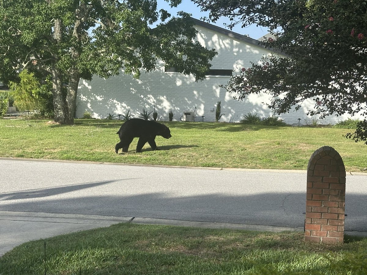 _JennBates_'s tweet photo. These were taken yesterday morning by my neighbor. That white brick house is mine. 😳

Florida gonna Florida https://t.co/7vrmyz8Frg