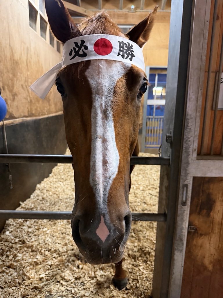shinemperor2021's tweet photo. アイドルオーディションオーディション2026にはシンエンペラーに一票をお願いします🐴 https://t.co/ngP2IEbQnw