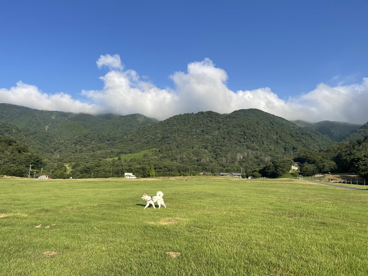 gawmaru's tweet photo. おはばんちゃん☀️
「苗場」…ではなく
地元の高��で お散歩してきました🐶
朝は涼しい〜🍃
 #起きたら802 https://t.co/us8uzLr6K4