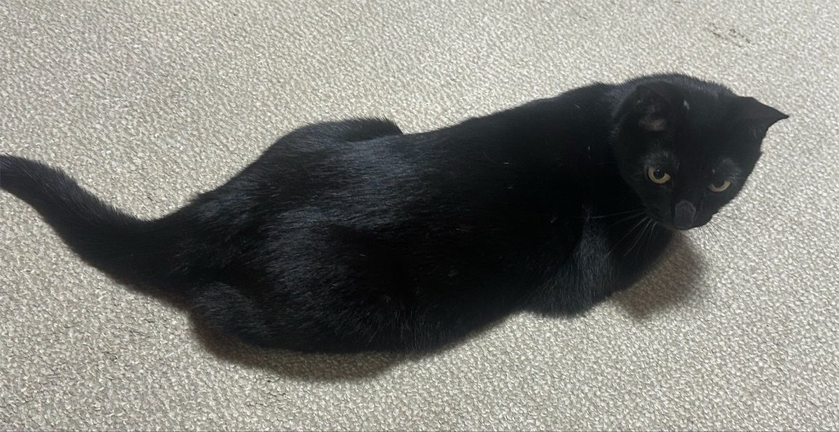 tora917's tweet photo. おはねこ https://t.co/gcqJcCVbCA