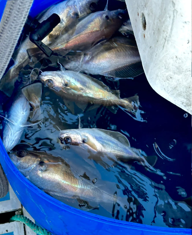 CarreonCute's tweet photo. Left at 4:30am for a fishing trip. 🎣
Caught some fish... and got seasick too 🤢
Didn't catch a whole lot, but the views were so worth it.

I'd definitely go again. Hopefully I won't throw up next time 😂🌊 https://t.co/lkf8MU6Ltg