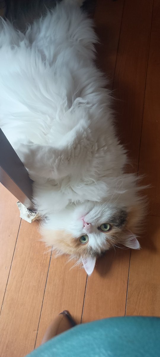 kumapoo36's tweet photo. がんばれペチカさん！YouTubeにテーブルの下に謎の獣がいるをアップしました。#猫のいる暮らし　#猫のいる生活　#サイベリアン　#ねこ　#siberian #CAT https://t.co/aXOPXRTvfv
