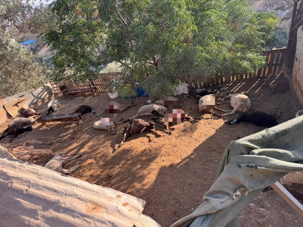 Tarek_Bae's tweet photo. In Asira Al-Shamaliya im illegal besetzten Westjordanland griffen israelische Siedler palästinensische Bauern an. Dabei wurde zum Beispiel eine ganze Schafsherde getötet. Ein Versuch, das Überleben unmöglich zu machen. https://t.co/1ctYwXqO4N