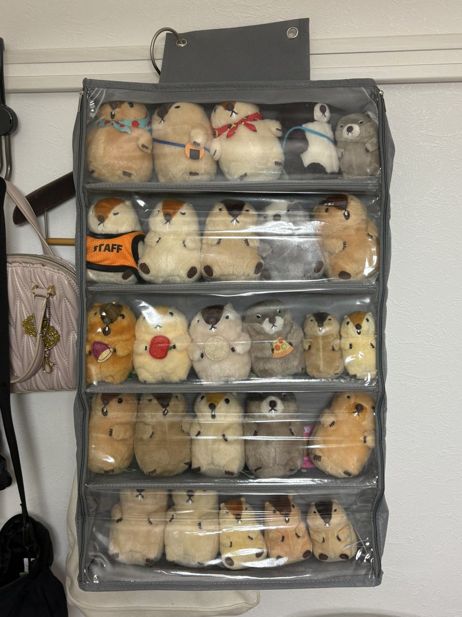 myostuffed's tweet photo. 今流行りのダイソーのぬいぐるみ収納でマーモットマンション出来た！ぎゅうぎゅうで可愛い https://t.co/xrVxTNRmYW
