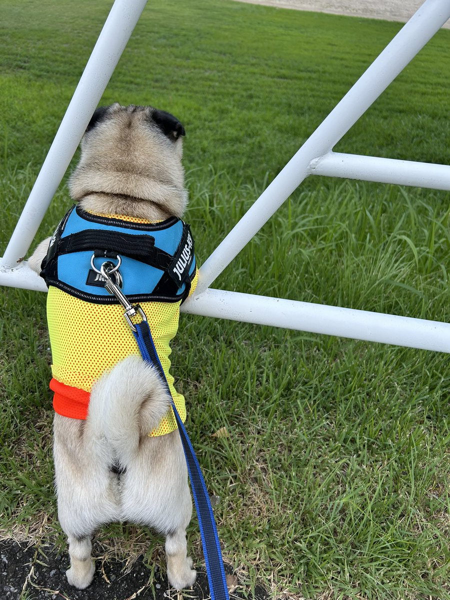 pugkero's tweet photo. プレイボール⚾️言いたい https://t.co/SfztOmIPiL