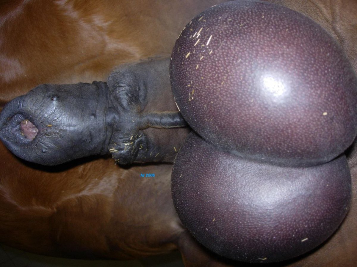 isabellafoor's tweet photo. We don't do quick sessions; I like our rides long, deep, &amp; exhausting....!! 🐴🍆
Full-length HD videos available. 
DM for access &amp; pricing details. 
Serious inquiries only.
If you’re curious! 
Tap the link below 
For some wild #gayzoo  HD videos..!

Link 👉https://t.co/Bz7GpFsxrL https://t.co/aGf94MYcal