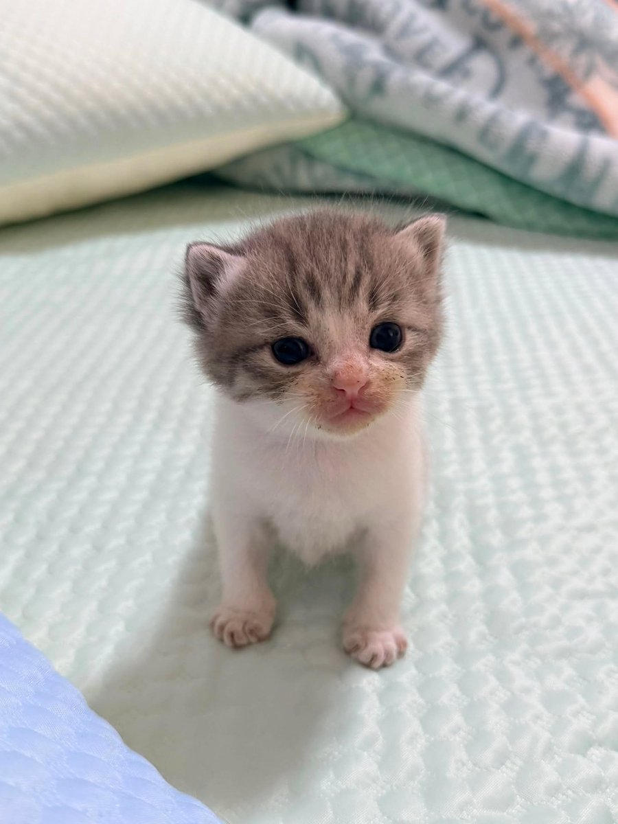 catsworldaura's tweet photo. https://t.co/ijtY0XSzuX