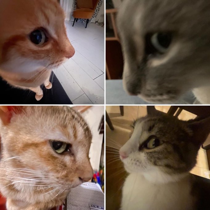 FurBabyVibes's tweet photo. https://t.co/sTvEe0SdLR