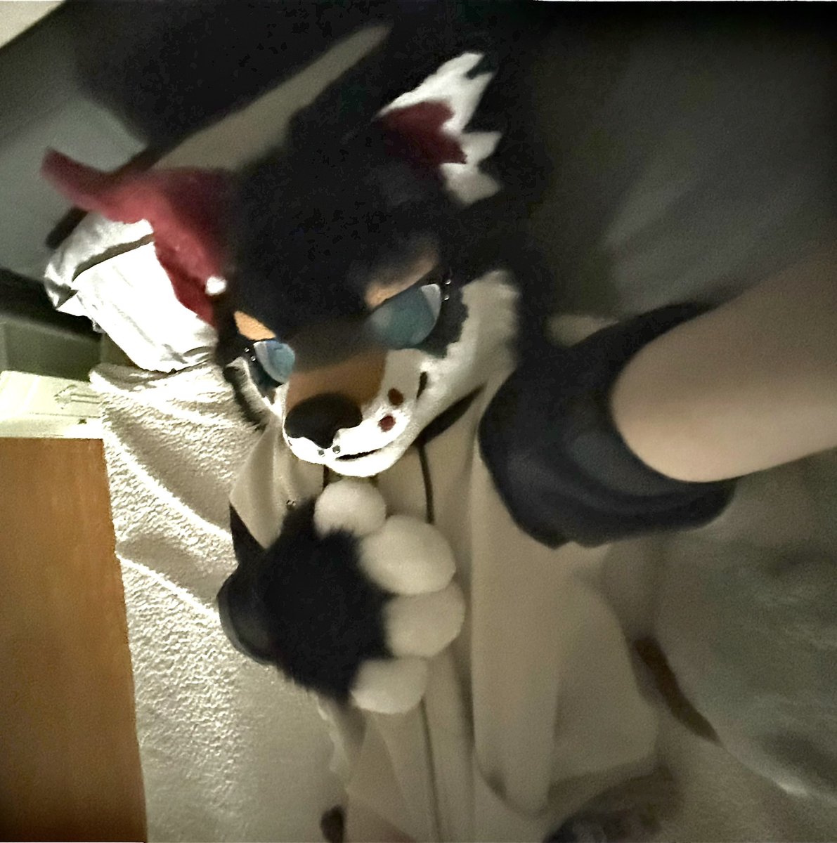 Koda 🔜Megaplex 🐾🔞 tweet media