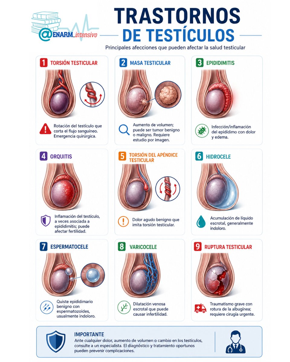 ENARM_intensivo's tweet photo. 💢TRASTORNOS  TESTICULARES

#ENARM_INTENSIVO #ESTUDIA_MEDICINA https://t.co/St0O90D2Ce