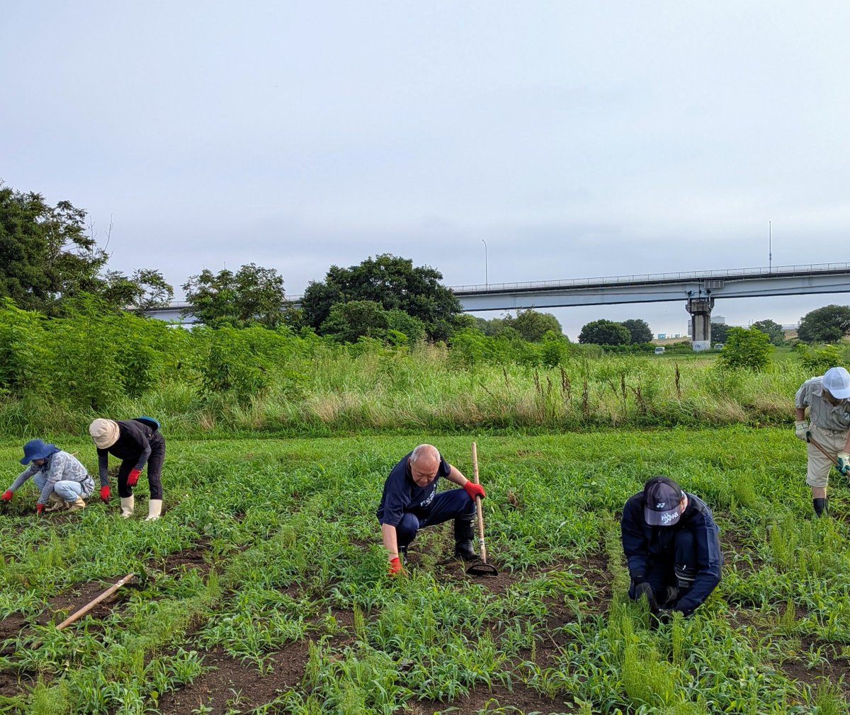 chachi0222's tweet photo. 【コスモス畑除草活動】
早朝、江戸川河川敷フラワーラインで「秋の花まつり」に向けたコスモス畑の除草活動に、「虹の会」の皆さまと参加しました。多くのボランティアの皆さまに支えられている花畑。30分で汗びっしょりでしたが、満開のコスモスが咲く秋が楽しみです！ https://t.co/SFuz3frrGv