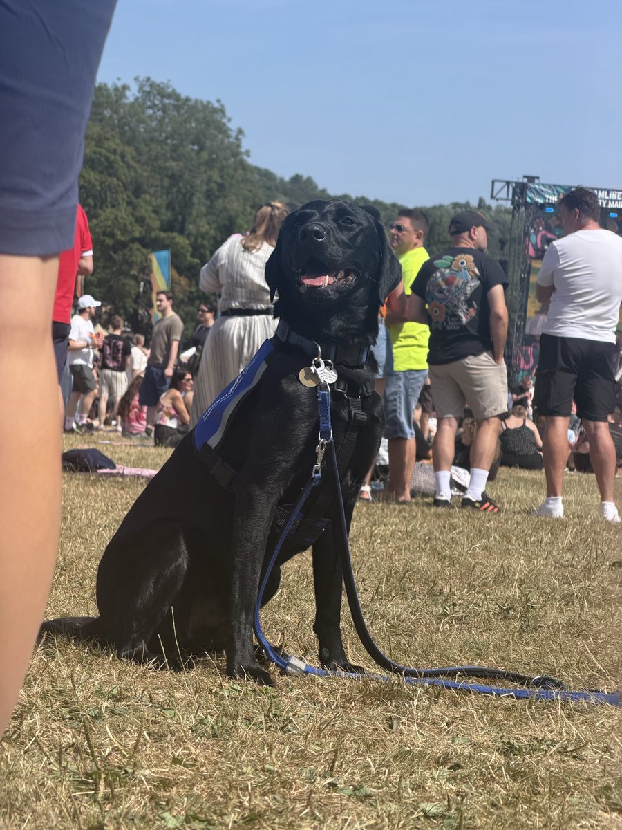 dansufc's tweet photo. Saw this good boy/good girl at @tramlines today! They were posing as soon as @supportdogsuk staff got the camera out! #Tramlines #SupportDogs https://t.co/I1mklTIXsx