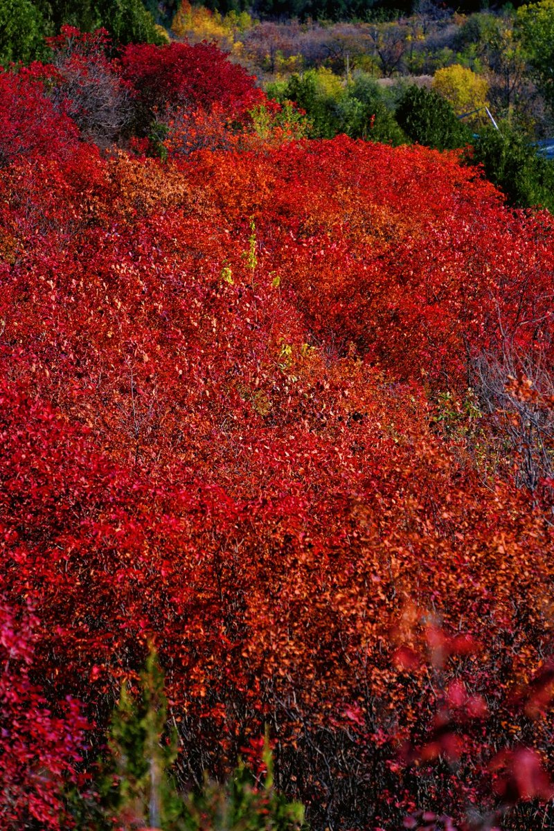 HopeFeagin's tweet photo. The first crisp autumn breeze rolled in today! Nothing beats sipping hot cider while watching leaves turn fiery red and gold. https://t.co/jMZxaD4WK3