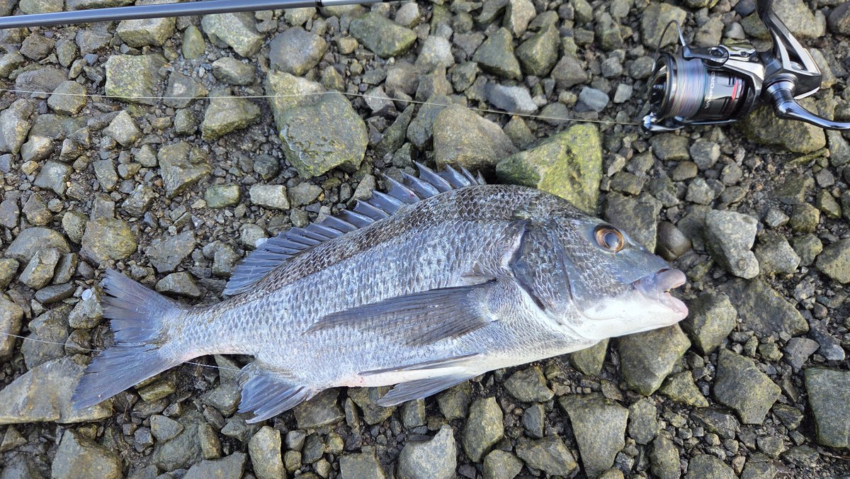 CHRDrivefishing's tweet photo. チニング駄々ハマり
#GRANDAGEVICE
#クレイジーフラッパー https://t.co/DVoUVuBy5W