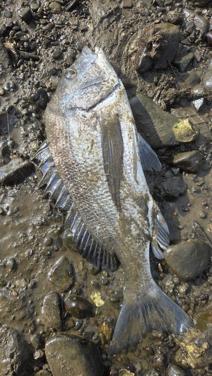 CHRDrivefishing's tweet photo. チニング駄々ハマり
#GRANDAGEVICE
#クレイジーフラッパー https://t.co/DVoUVuBy5W