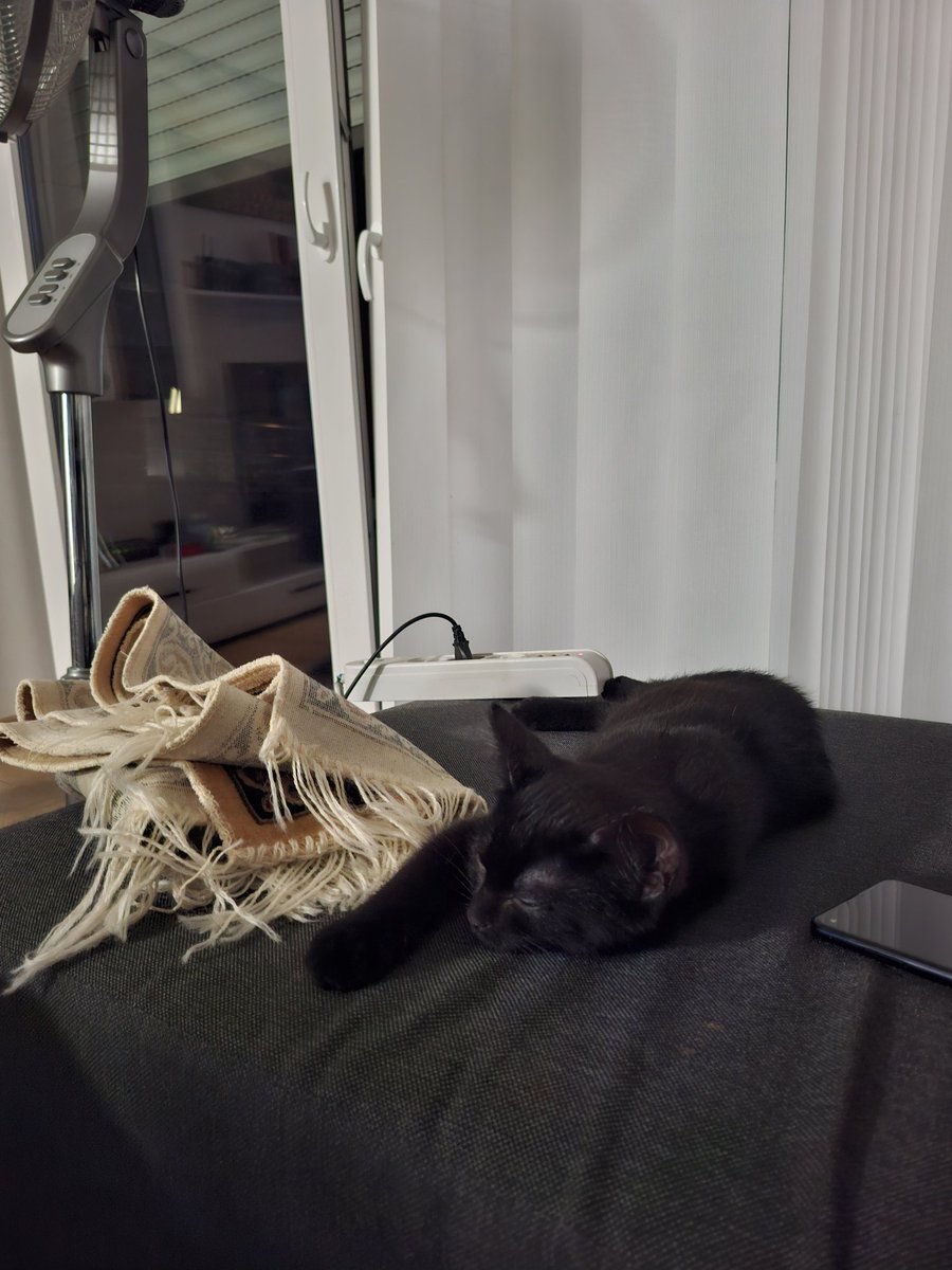 platnevel's tweet photo. Seccadenin yanında uyumayı alışkanlık edindi. 🫠🐾 https://t.co/pP27HxHlF4