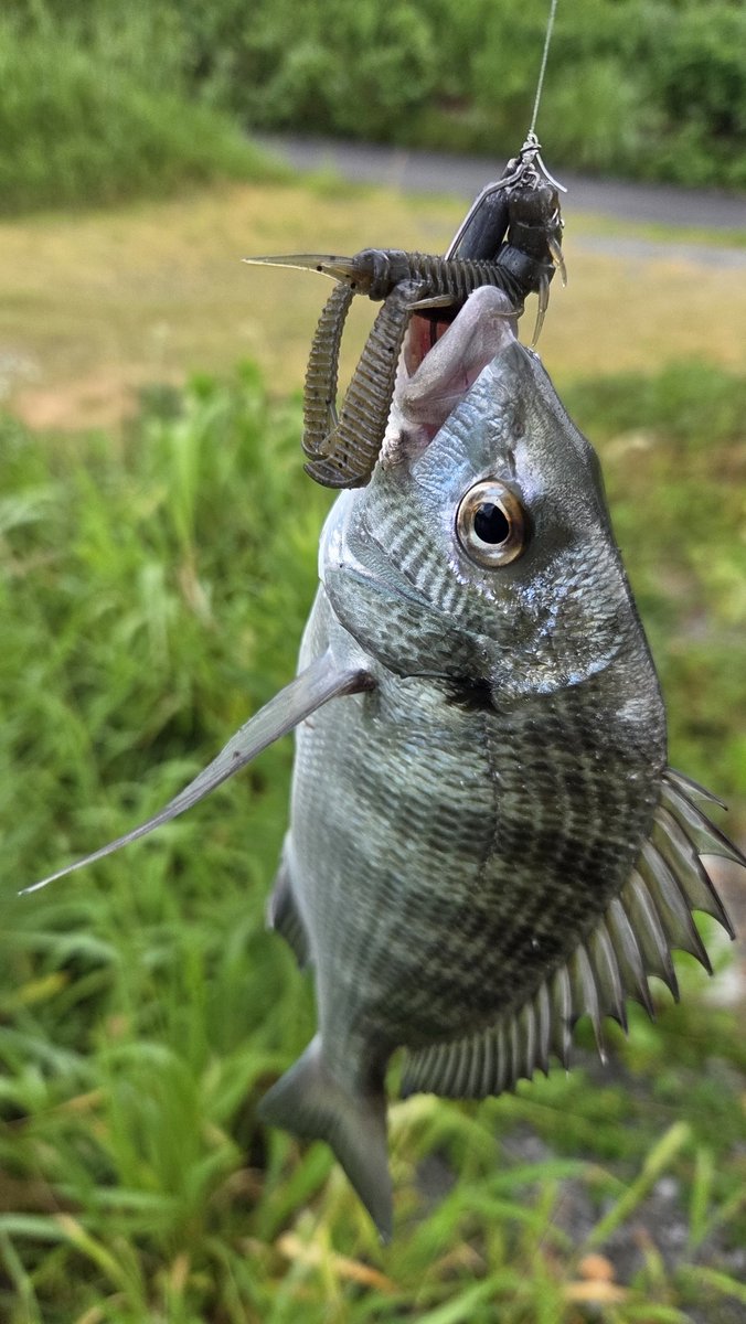 CHRDrivefishing's tweet photo. チニング駄々ハマり
#GRANDAGEVICE
#クレイジーフラッパー https://t.co/DVoUVuBy5W