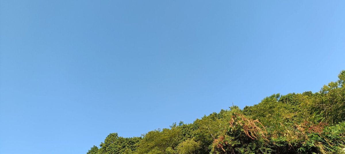 minekait's tweet photo. 本日の
美作市の天気晴れ☀️
ニャンコ( ･´ω･｀) https://t.co/FIqMicg8I9