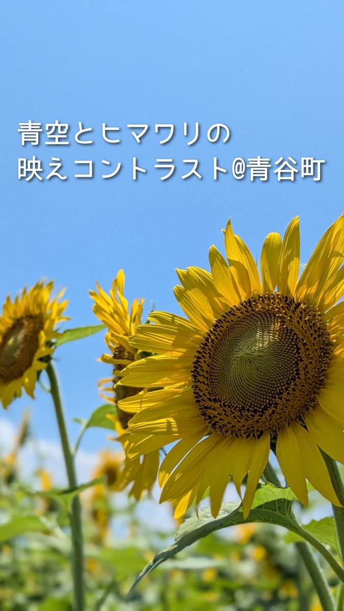 aoya_info's tweet photo. 🌻夏本番！ひまわりが見ごろです🌻

青谷かみじち史跡公園の近くで、ひまわりが満開を迎えています！✨
青空に映える黄色の花々は、まさに夏の絶景。公園で弥生時代を楽しんだ後は、ひまわり畑で夏らしい一枚を撮ってみませんか？📸

この季節だけの景色を、ぜひお楽しみください😊

 #ひまわり https://t.co/5luzNupJ4K