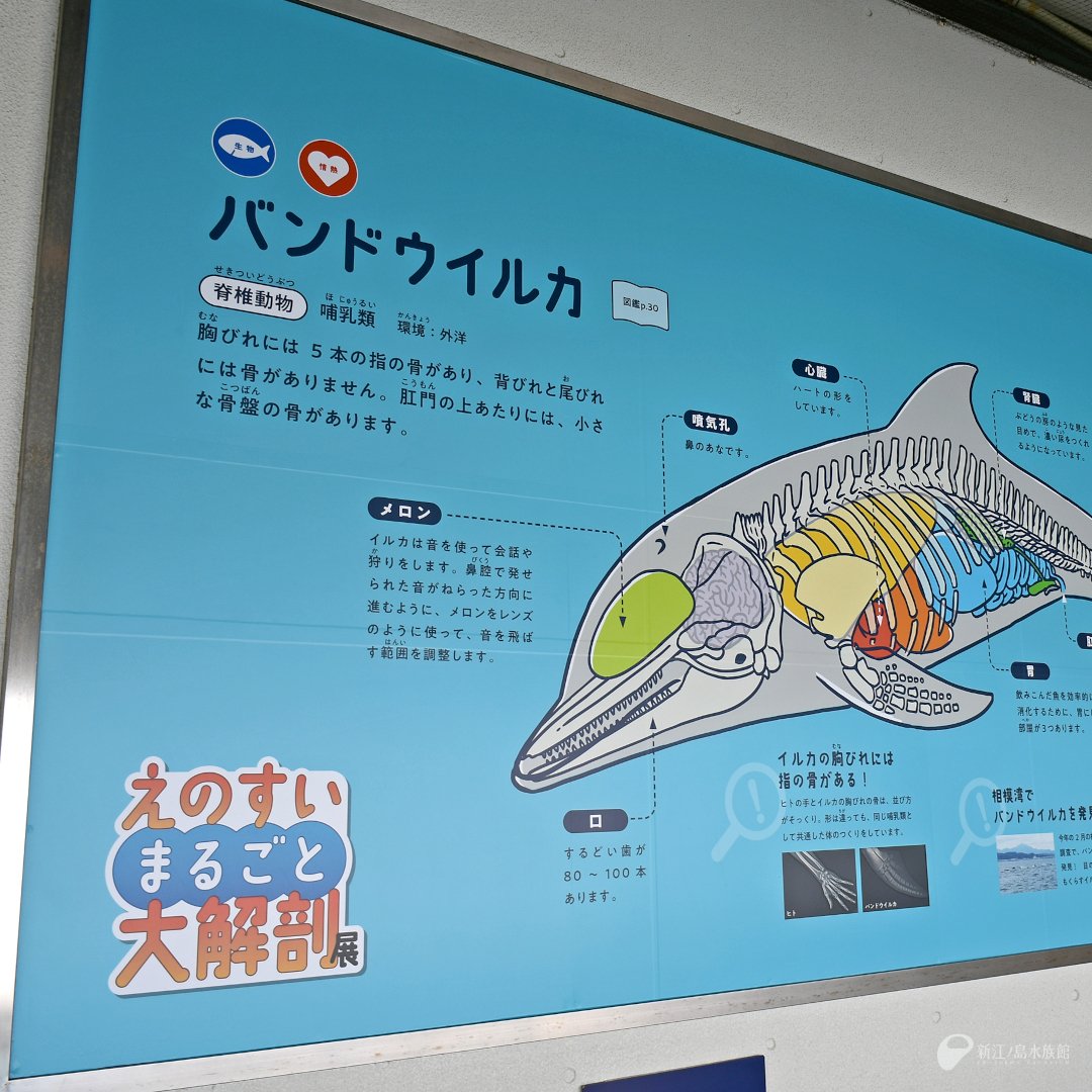 enosui_com's tweet photo. イルカ🐬とメロン🍈の関係とは…

「えのすいまるごと大解剖展」オリジナルメニュー
イルカのメロンパン
📍オーシャンカフェ

ℹ️メインショップで2,000円お買い上げごとに1枚、イトマキヒトデの「えのすいまるごと大解剖展」ステッカーがもらえます（各日先着200枚）

https://t.co/ZbIfWcPu6Y https://t.co/dEBH3NynxZ