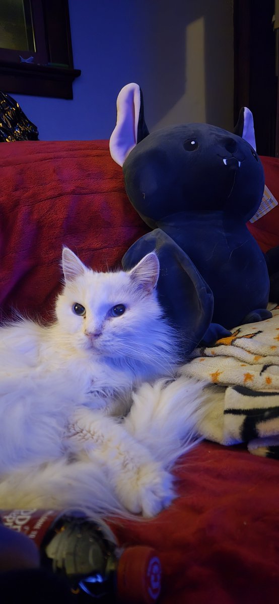 WhiskeyNoona's tweet photo. TW-Pet Death
We are saying goodbye to our sweet old man tomorrow. He has kidney disease and it's further along than we can reasonably expect any sort of turn around without him suffering through trial and error for treatment, at this point it would be for us, not him and his+ https://t.co/3h87dz08F3