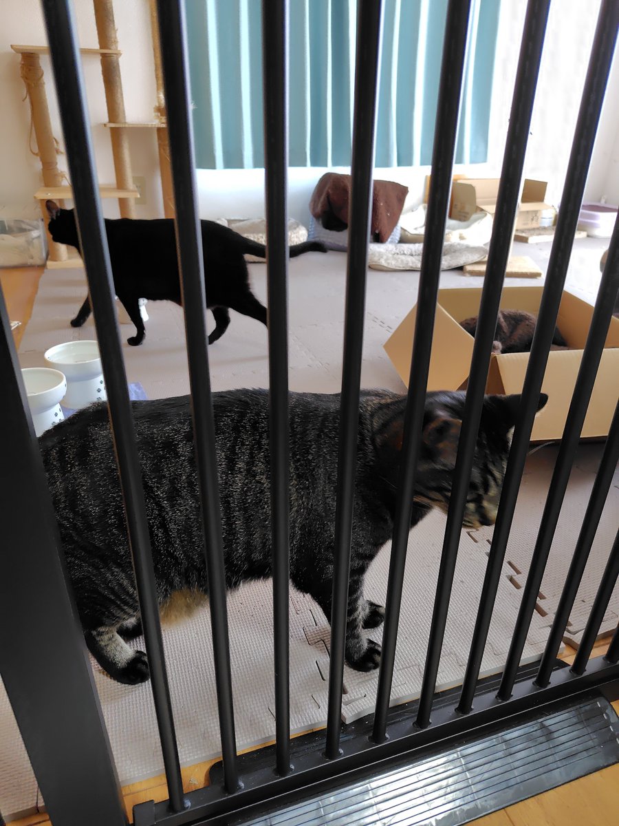 ray_lugh's tweet photo. 昼飯と猫部屋とねこさま https://t.co/8VAhPSFc63