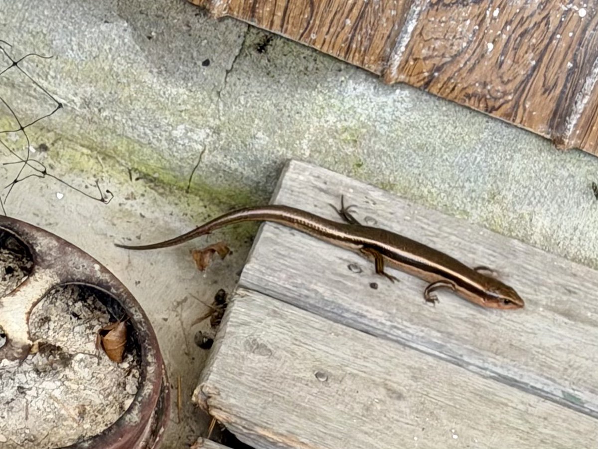 mamas__garden's tweet photo. 実家の庭のお客さん🦎

①③子どものトカゲ
②④おとなのトカゲ

#ニホントカゲ
#ヒガシニホントカゲ かも https://t.co/oMIRYPR0xU
