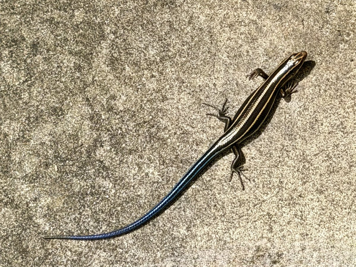 mamas__garden's tweet photo. 実家の庭のお客さん🦎

①③子どものトカゲ
②④おとなのトカゲ

#ニホントカゲ
#ヒガシニホントカゲ かも https://t.co/oMIRYPR0xU