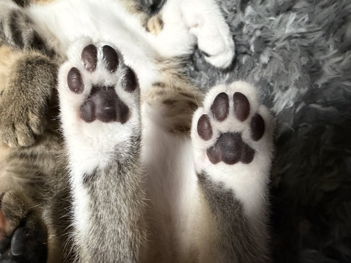 tartekatze's tweet photo. 見てみて！可愛いヘソ天に肉球撮れた🐾 https://t.co/lGBZSLCy47