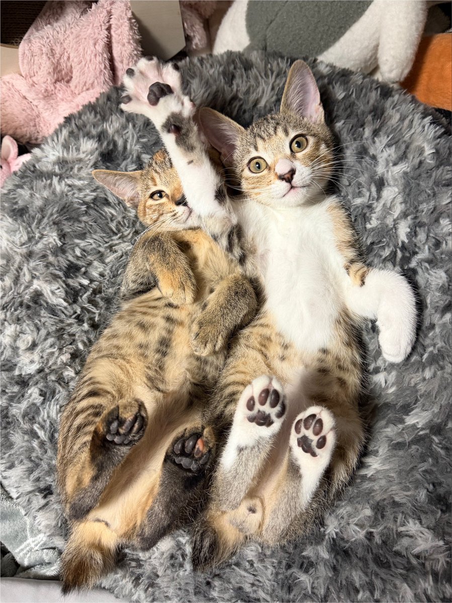 tartekatze's tweet photo. 見てみて！可愛いヘソ天に肉球撮れた🐾 https://t.co/lGBZSLCy47