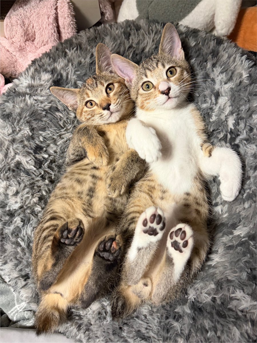 tartekatze's tweet photo. 見てみて！可愛いヘソ天に肉球撮れた🐾 https://t.co/lGBZSLCy47