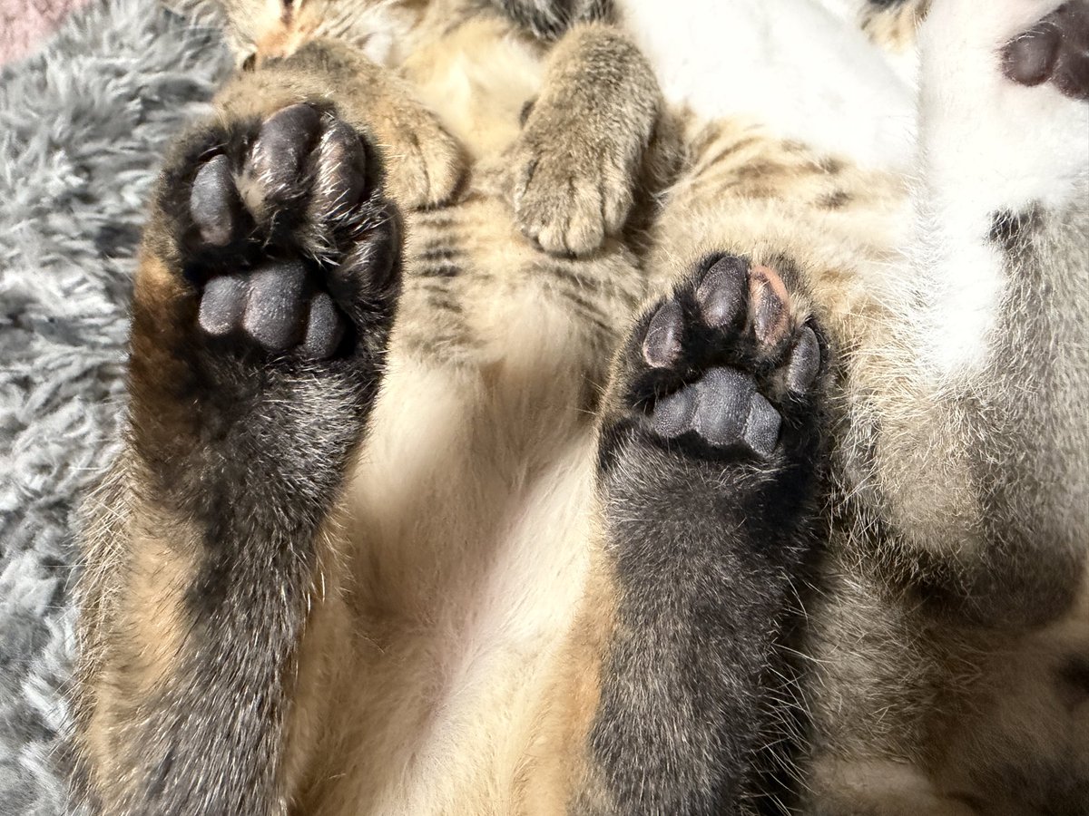 tartekatze's tweet photo. 見てみて！可愛いヘソ天に肉球撮れた🐾 https://t.co/lGBZSLCy47