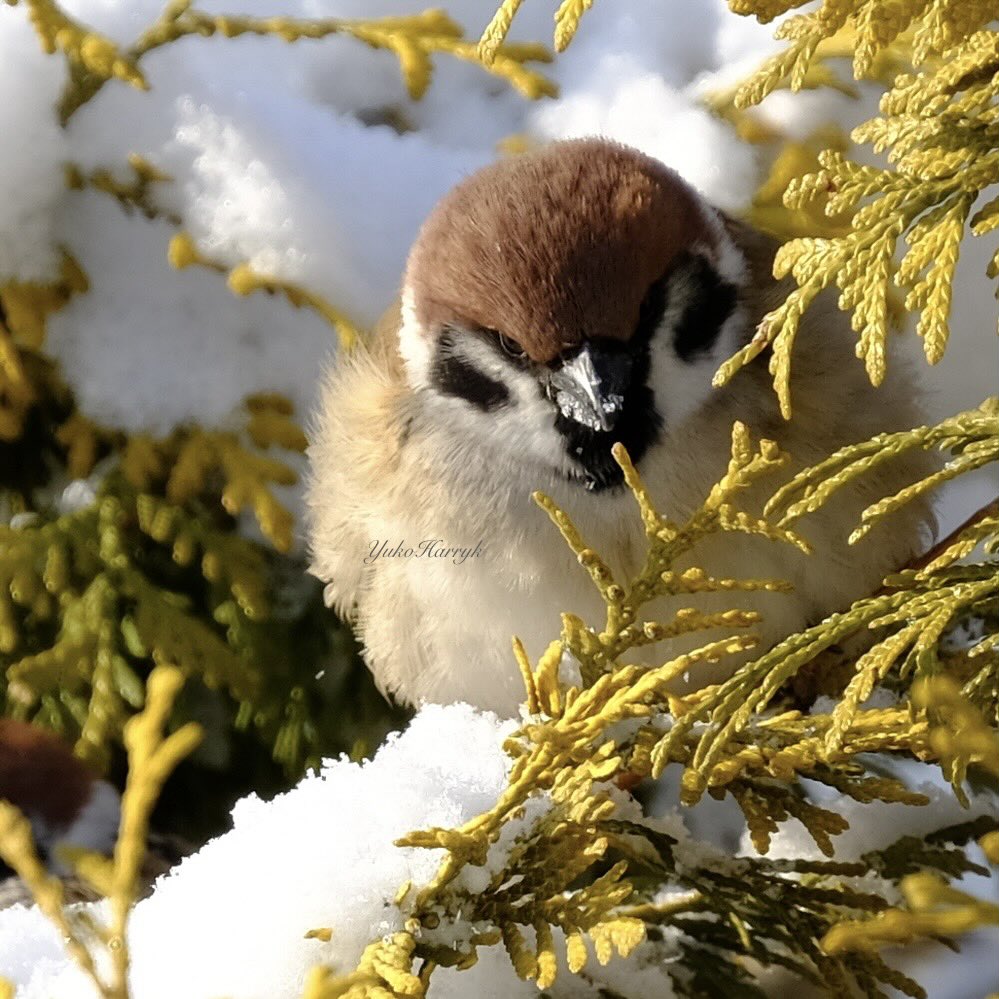 yulalanq's tweet photo. こんにちは(*^_^*)
素敵な良き日を！ 🌸🍀🌻
Have a nice day🐣
#sparrow   Wow So Cute！

暑中お見舞い申し上げますちゅん❣️

#地球温暖化 #スズメ #雀の写真 #冬スズメ
#birdwatching #北海道 #Hokkaido 
#FUJIFILM #XT2 
#fujifilmjp_x https://t.co/R6CwbeJjNI