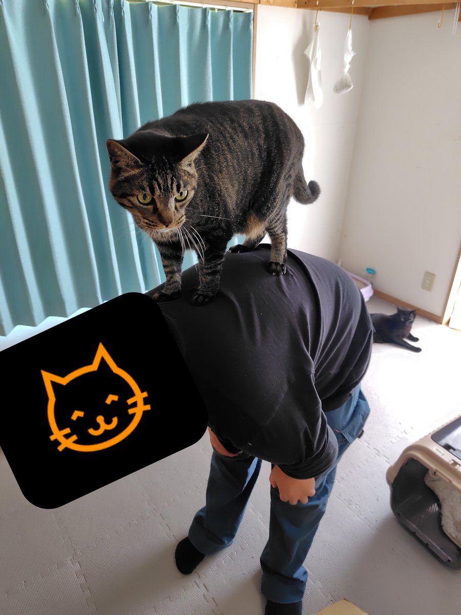 ray_lugh's tweet photo. 昼飯と猫部屋とねこさま https://t.co/8VAhPSFc63