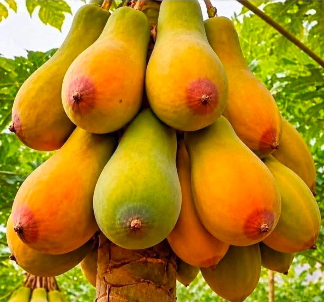 deepsouthbabes's tweet photo. Its feeling tropical here in Louisiana https://t.co/NZWcTghA0U