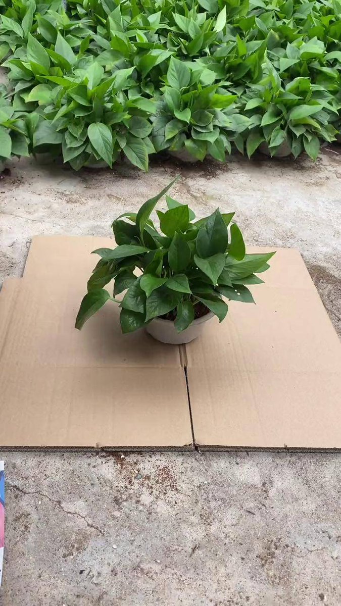 MillonYves's tweet photo. Green tip for plant parents: Water your pothos when the top 2 inches of soil feel dry – it’ll thrive with bright indirect light! https://t.co/xTIkypRqqG