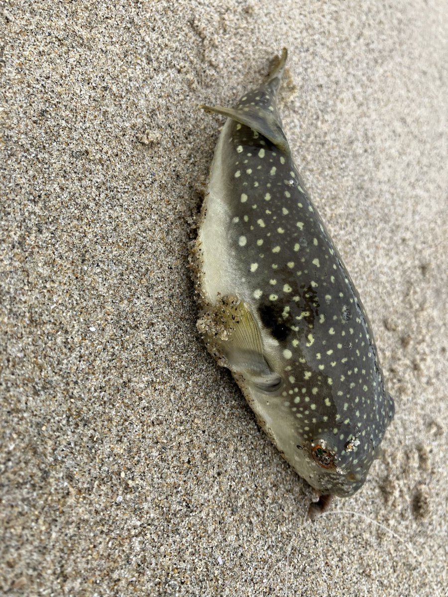 yasuakisuzuki's tweet photo. いわき市へ魚釣りに来ている。
シロギス狙いなのに、草フグばかり。 https://t.co/nwaWOEmIPK