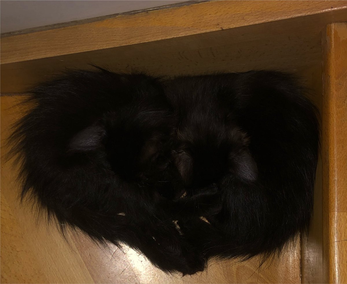 mesytara__'s tweet photo. L’un de mes chatons a disparu depuis hier soir toutes les 3 h je vais l’appeler et rien, aucun bruit, j’ai mit de la litière non plus. J’ai tellement peur qu’il lui soit arrivé quelque chose. Normalement elle est tjr collé à sa sœur jumelle https://t.co/seD3IN7ZI4