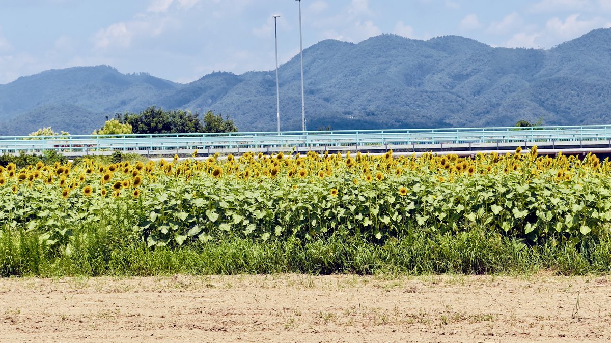 the7thblues's tweet photo. 五条 西大橋下のひまわり畑🌻
数日中には全部刈っちゃうらしいのでその前に￼￼🤳 https://t.co/YyVIKe98RE