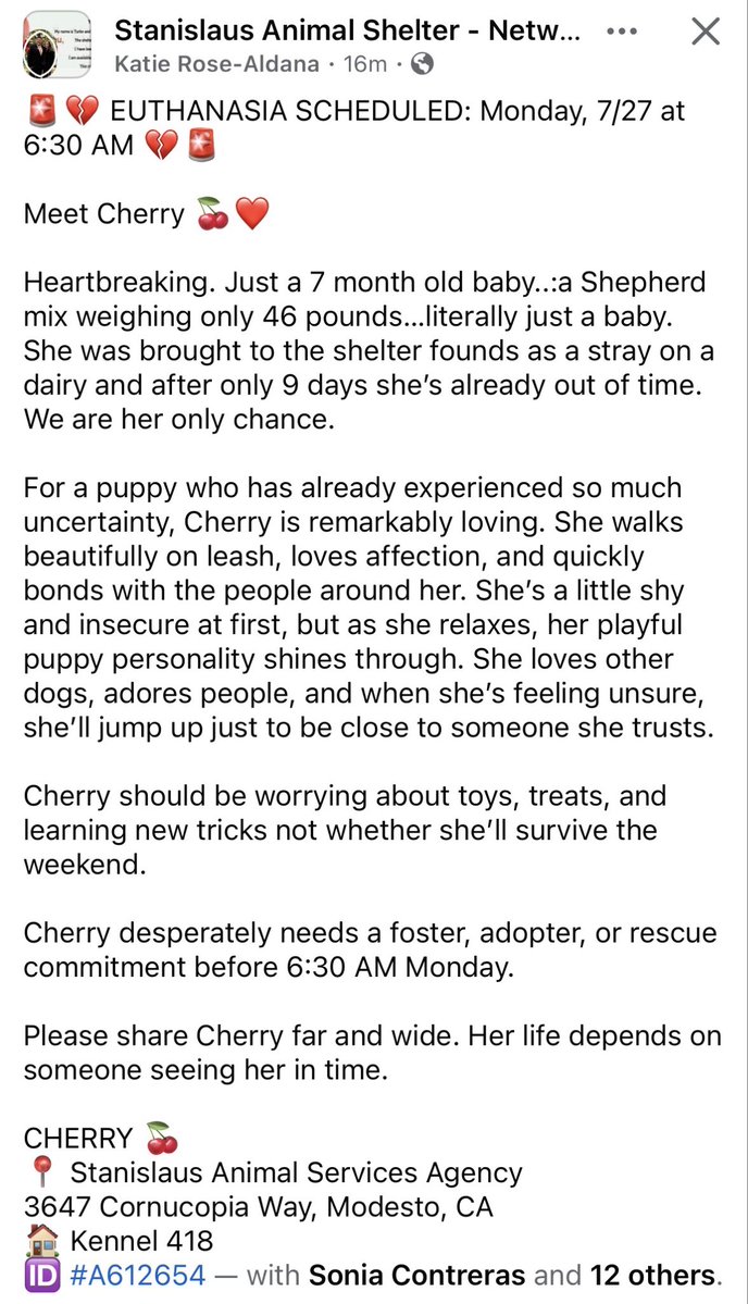 luv2laugh12's tweet photo. This 7 month old puppy Cherry has been sentenced for 💉by the shelter director at SASA in Modesto, CA even though they have empty kennels! 😳

Can anyone save her? 🙏 She’s only a baby. 
Cherry is a German Shepherd mix, 46 lbs. https://t.co/QANXgbymRS