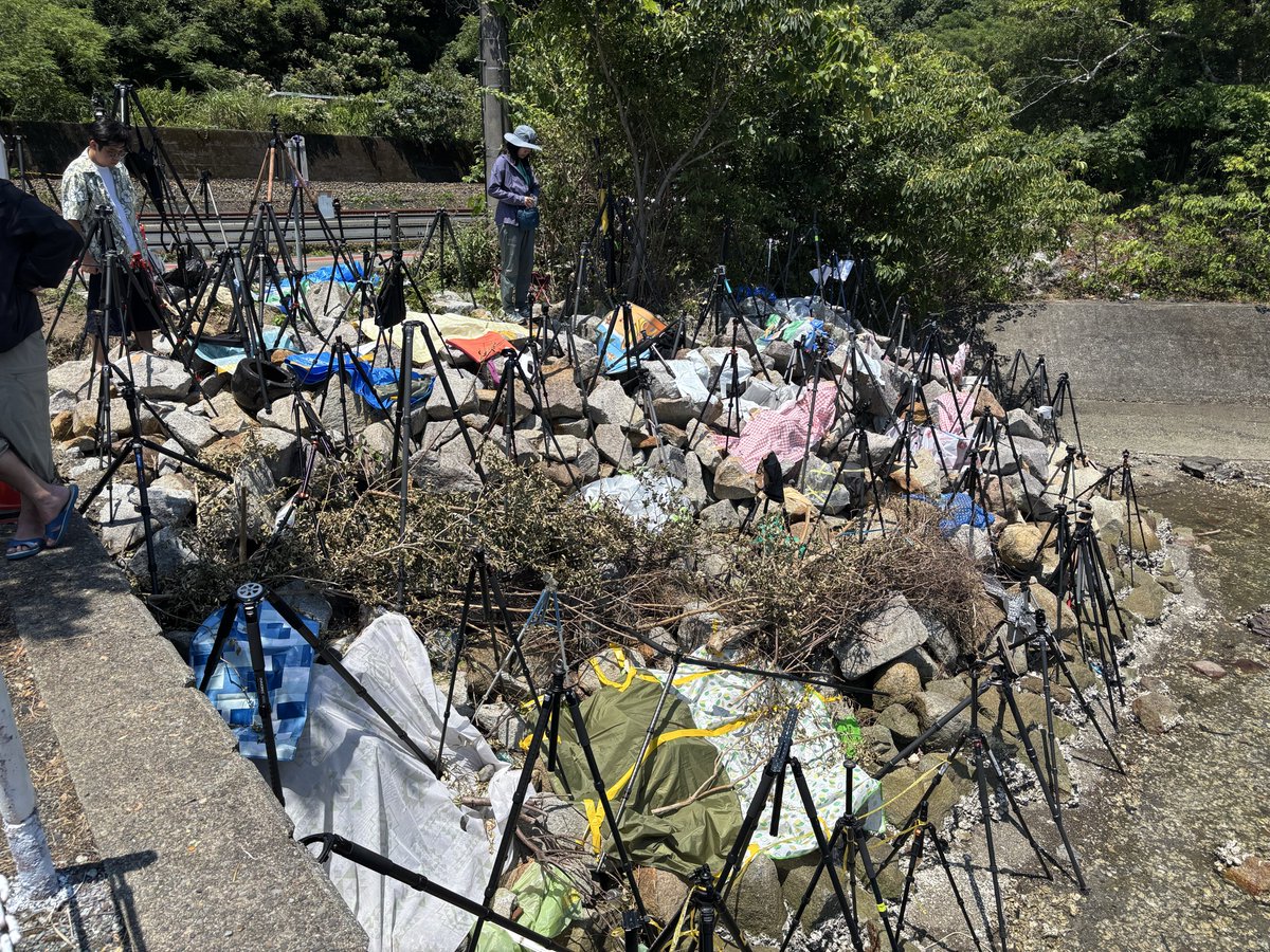nikonz964's tweet photo. きほく灯龍祭に来ました
三脚が自生してます https://t.co/EzhKLolfqk